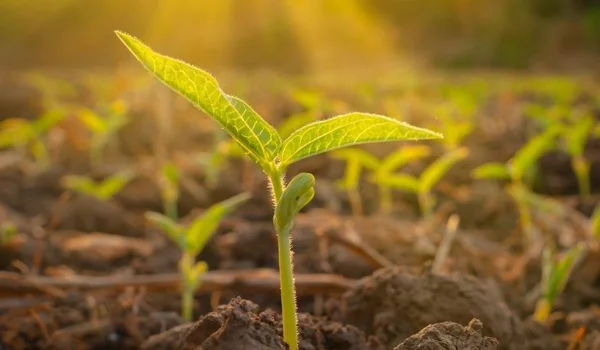 Europäische Lichtblicke