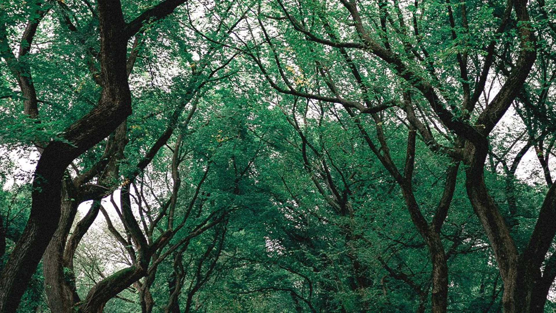 Nachhaltigkeitsbezogene Offenlegungen