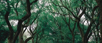 Nachhaltigkeitsbezogene Offenlegungen