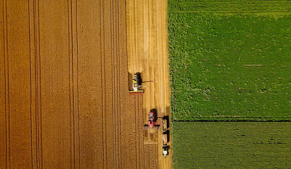 Counterpoint September 2025: Die Ernte einfahren